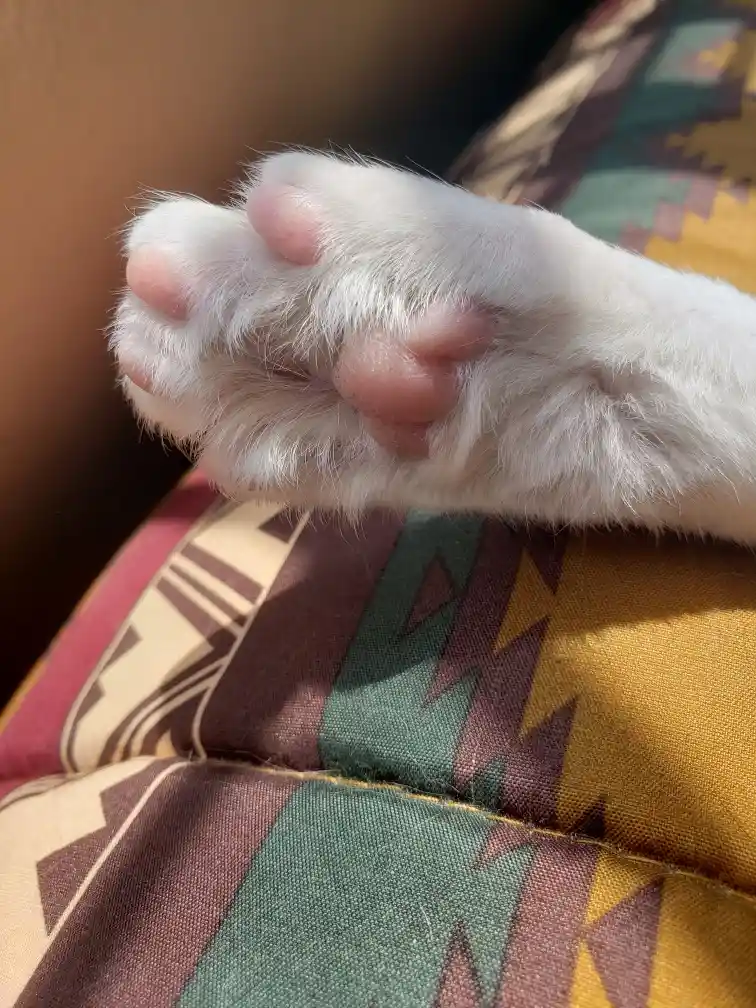 A close-up photo shows a white cat's paw resting on a colorful geometric-patterned cushion, with the pink pads and fluffy…