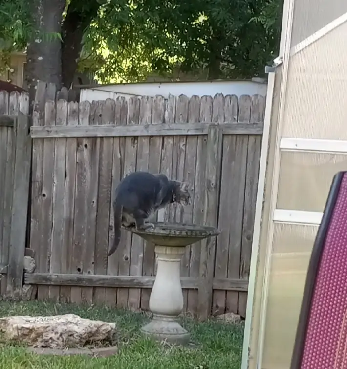 A gray cat is standing on a stone bird bath in a backyard, leaning forward to drink water from the basin. Behind the cat is…