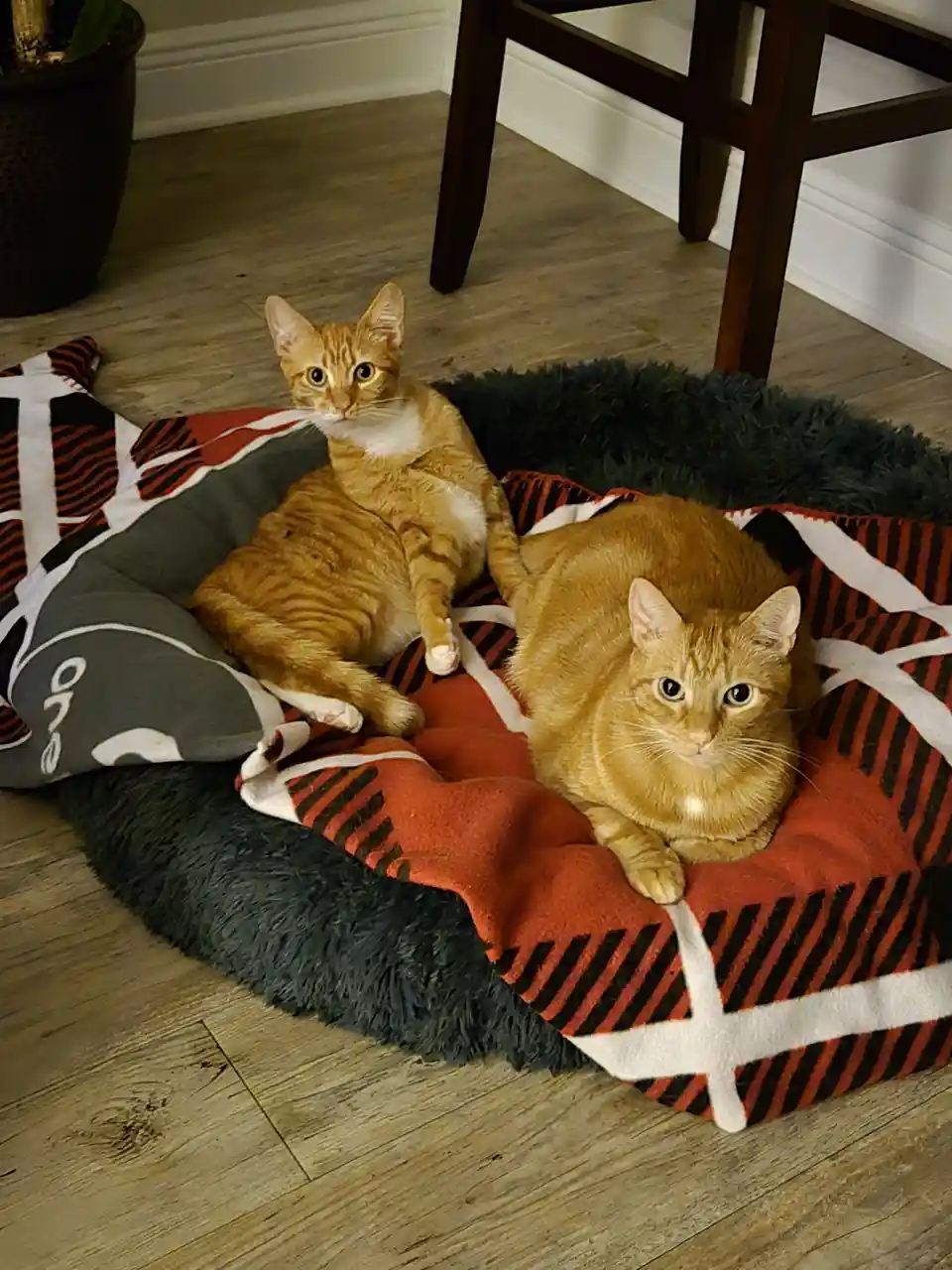 Two orange tabby cats are lounging on a patterned blanket inside a dark green, fluffy pet bed placed on a wooden floor. One…
