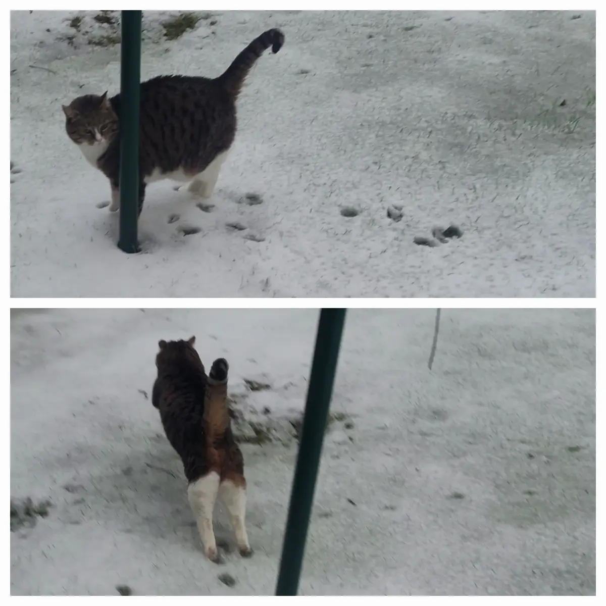 A tabby cat with white paws stands in snow next to a green pole, looking back at the camera. In the second panel, the cat…