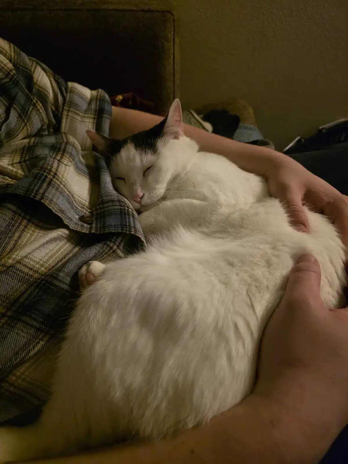 A white cat with black markings is curled up and sleeping soundly in someone's arms, nestled against their plaid shirt. The…