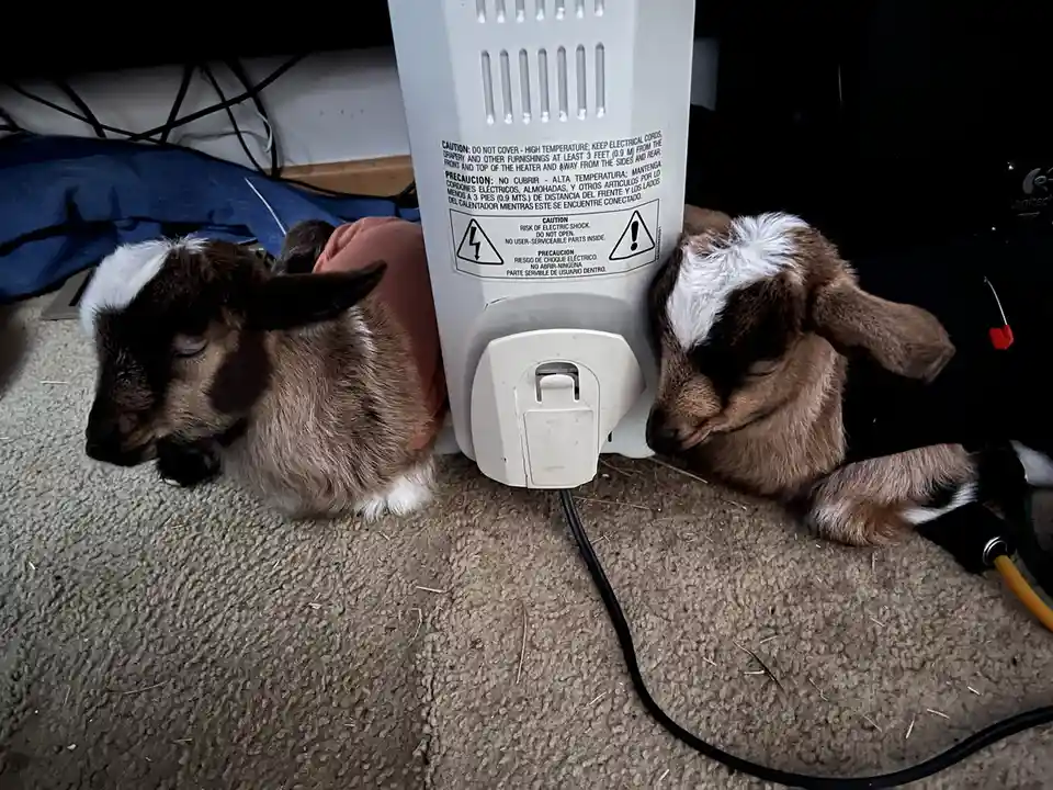Two small brown and white goats are sleeping peacefully on a carpeted floor, each nestled against opposite sides of a white…