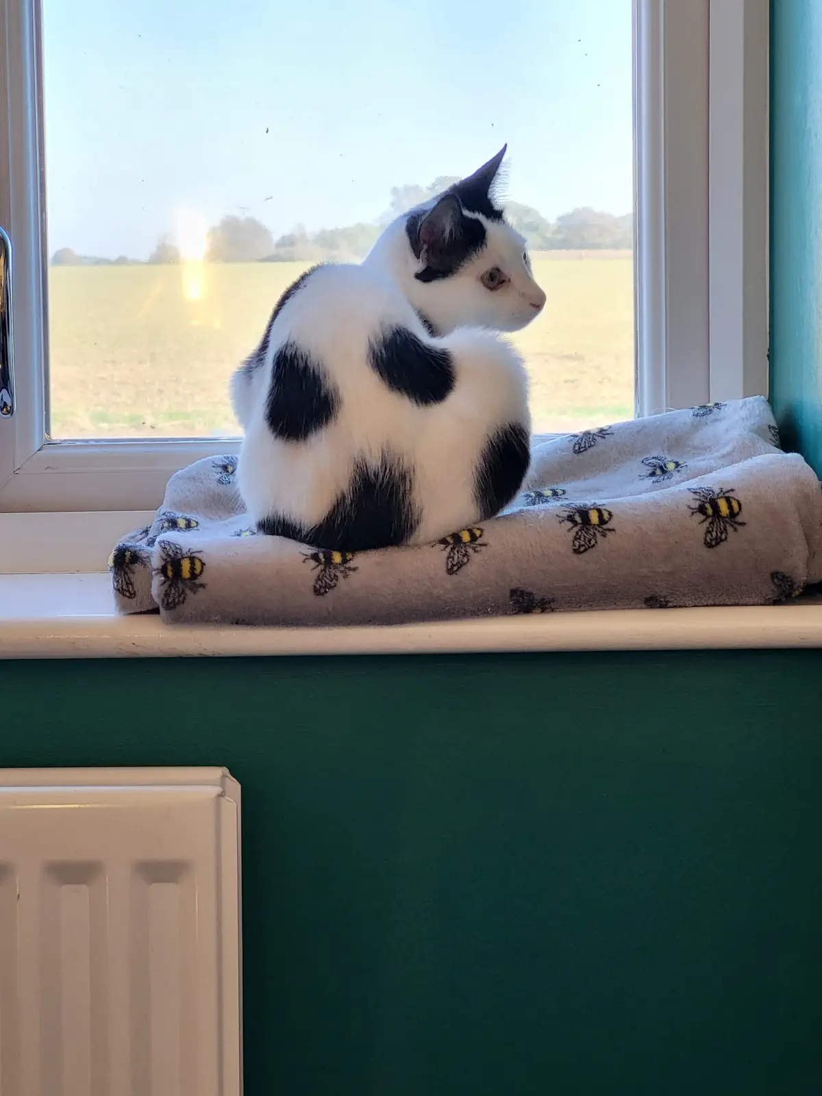 A black-and-white cat with large black patches sits on a grey blanket printed with bee patterns on a windowsill, looking out…