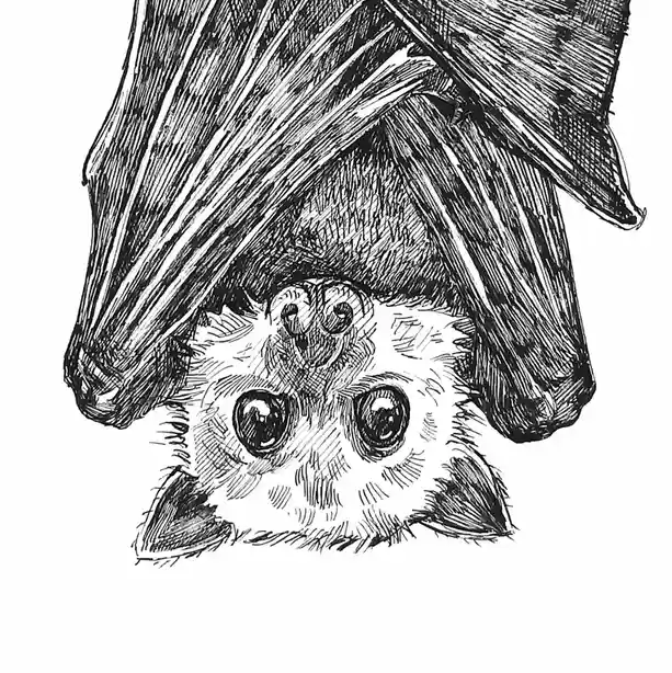 A black-and-white sketch shows a bat hanging upside down, its face prominently featured with four large, round eyes—two on…