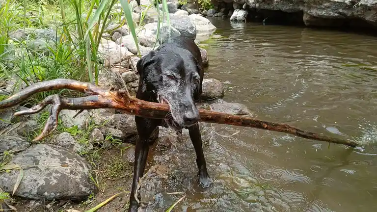 An older black dog with gray muzzle and wet fur stands in shallow water holding a large, gnarled stick horizontally in its…
