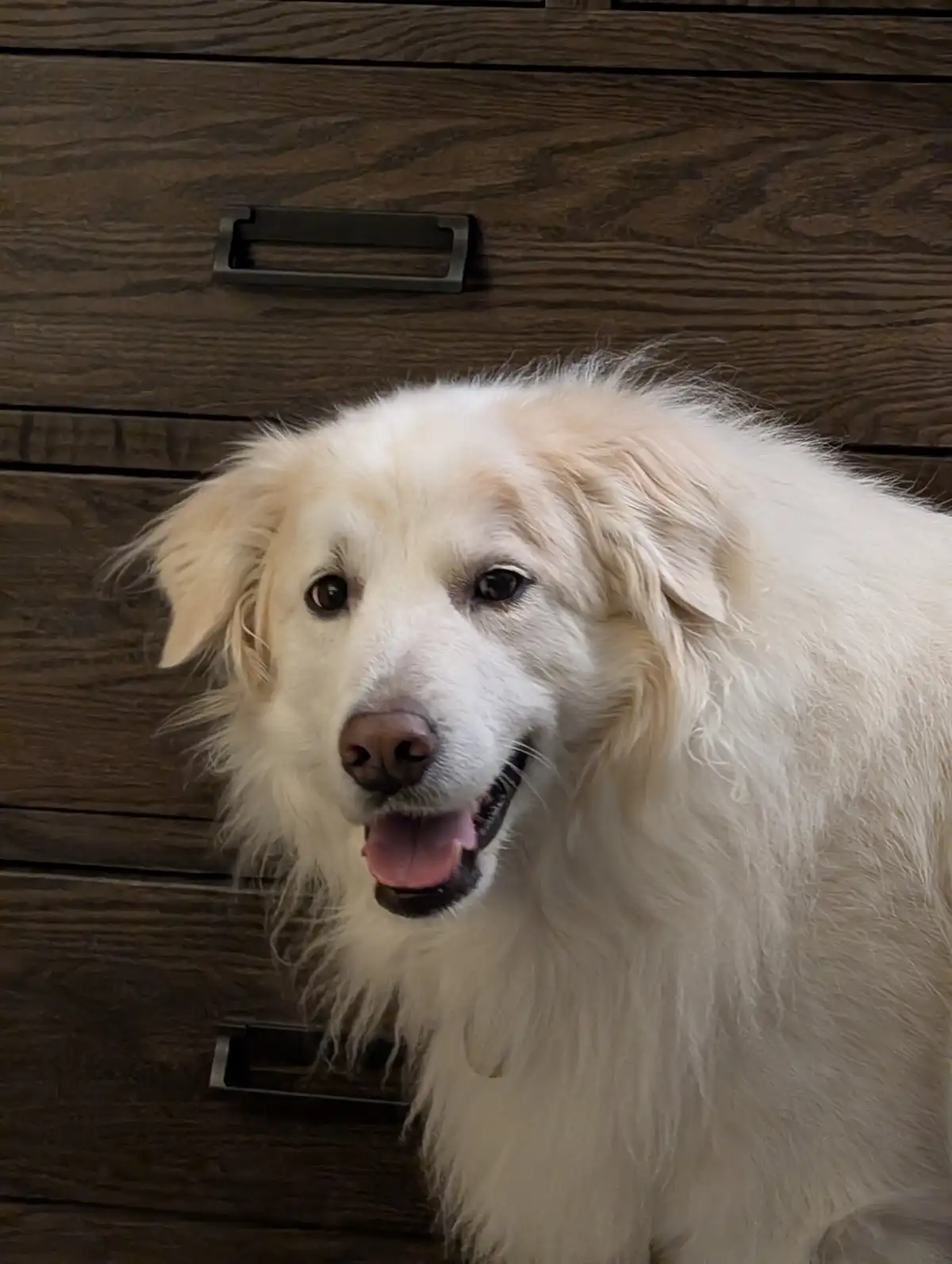 A fluffy, light-colored dog with a happy, open-mouthed expression sits in front of dark wooden drawers with metal handles…