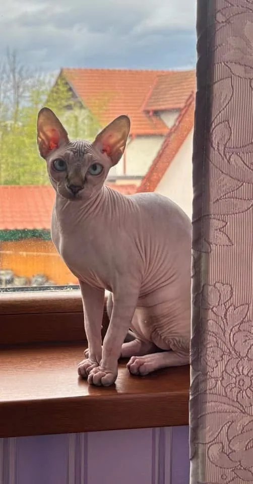 A hairless Sphynx cat sits on a wooden windowsill, looking directly at the camera with large, expressive eyes. Behind it, a…