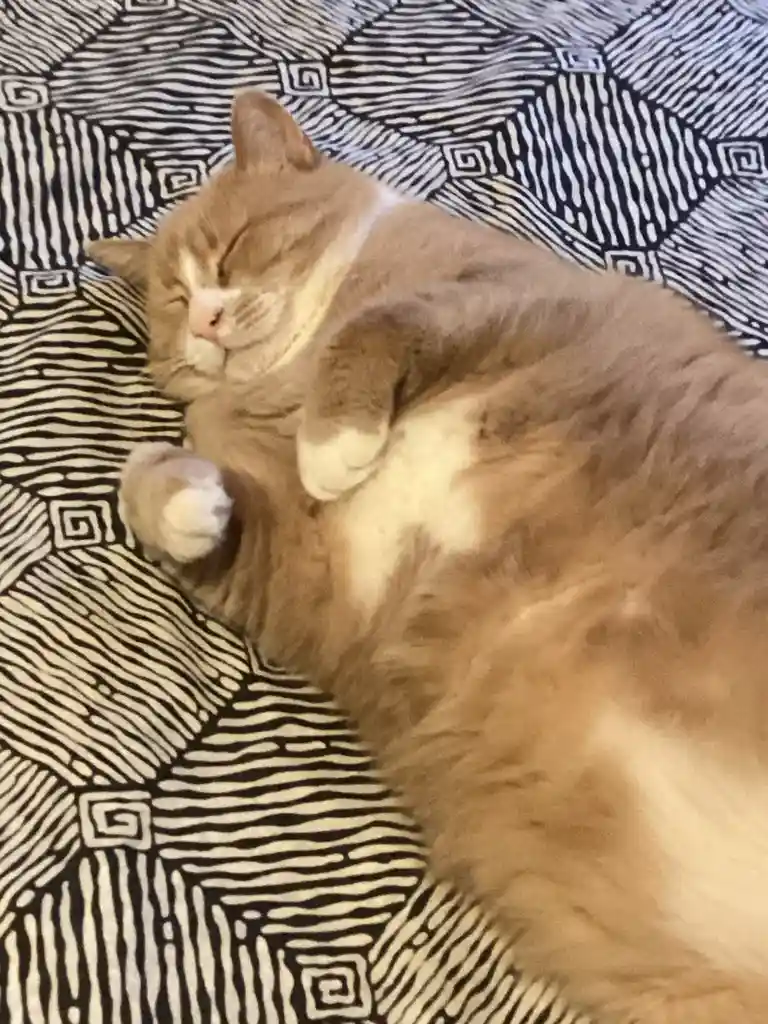 A fluffy, light brown and white cat is curled up asleep on a black and white patterned blanket, with its paws tucked near…
