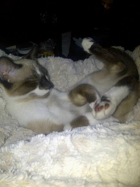 A fluffy, light-colored cat is lying on its back on a soft, textured blanket, exposing its belly and paws, with its legs…
