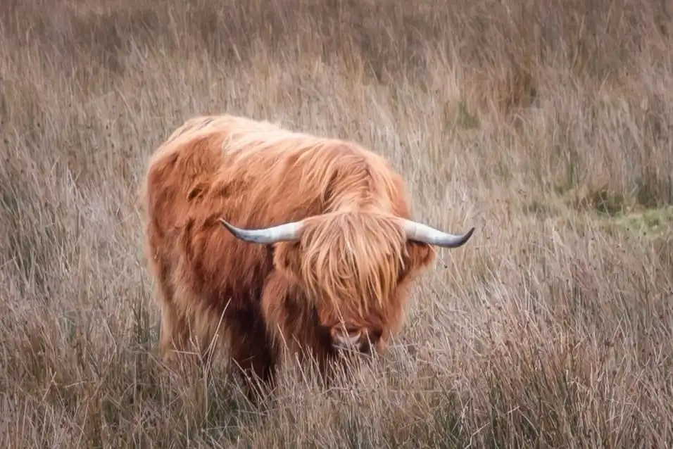 a highland cow with long shaggy reddish-brown fur and curved horns is standing in tall dry grass, its head lowered as if…