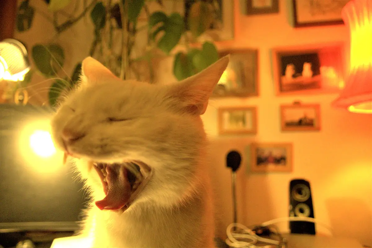 A white cat is captured mid-yawn with its mouth wide open, tongue out, and eyes closed, set against a warmly lit room with…