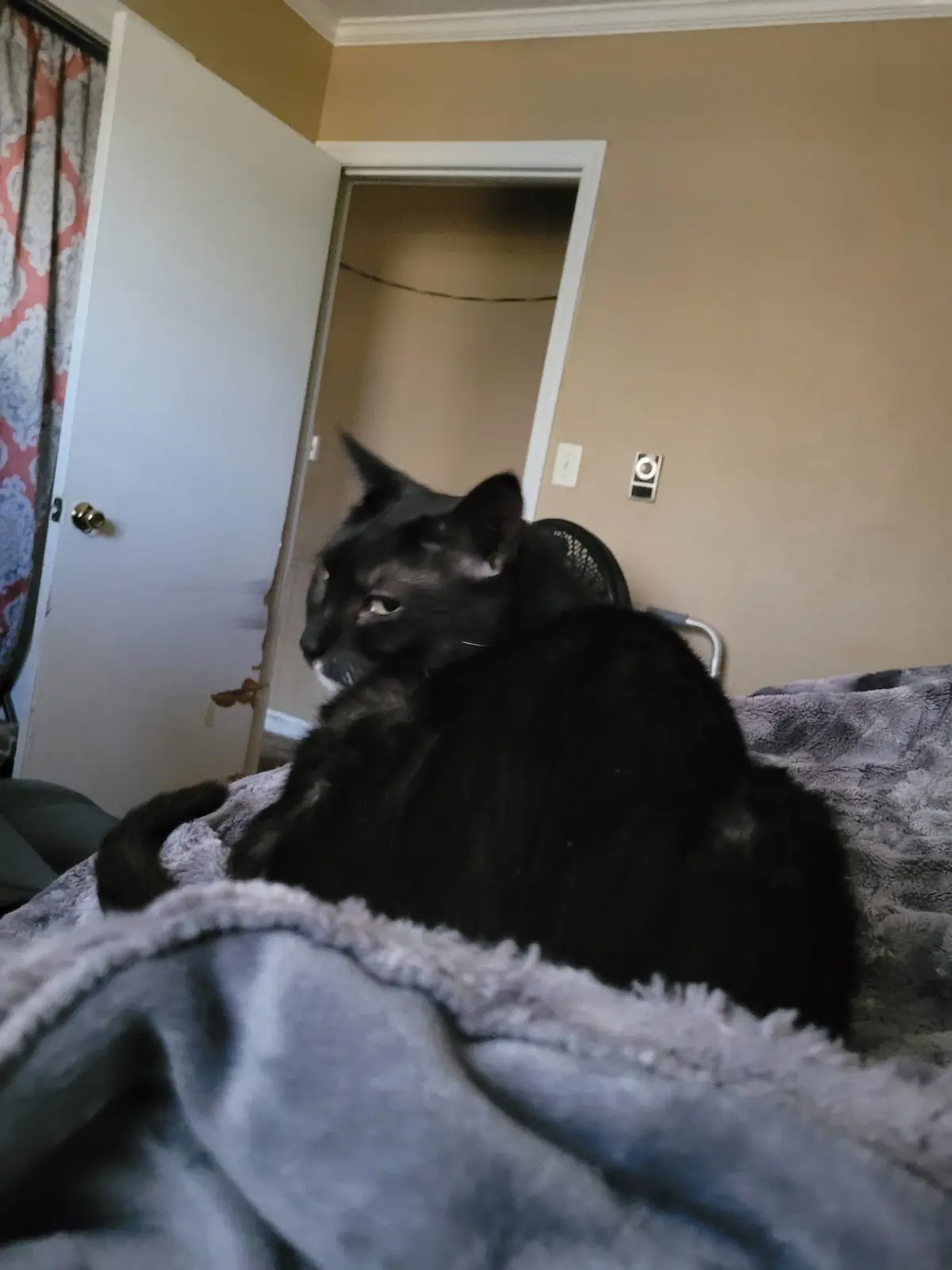 A black cat with a slightly annoyed or unimpressed expression sits on a gray blanket in a room, looking off to the side. The…