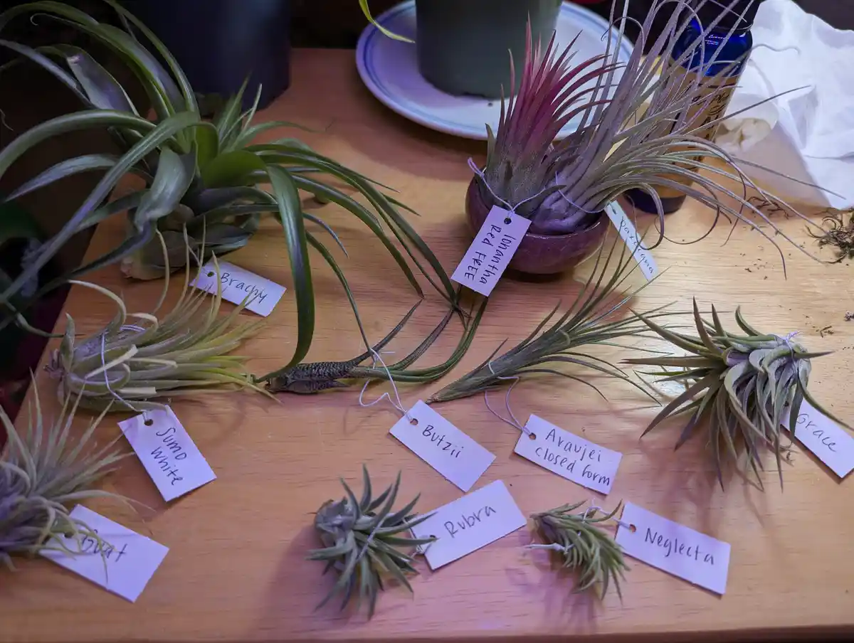 My First Ever Air Plant Order: A Stunning Variety Awaits!