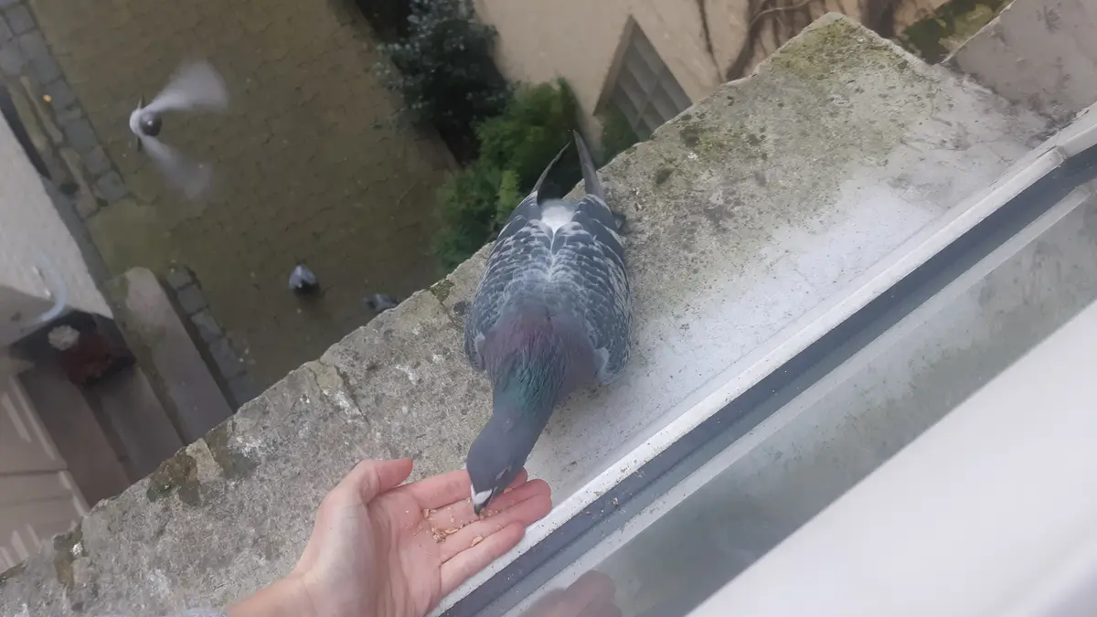 A person's hand extends from a window ledge toward a pigeon perched nearby, offering crumbs. The pigeon is eating from the…