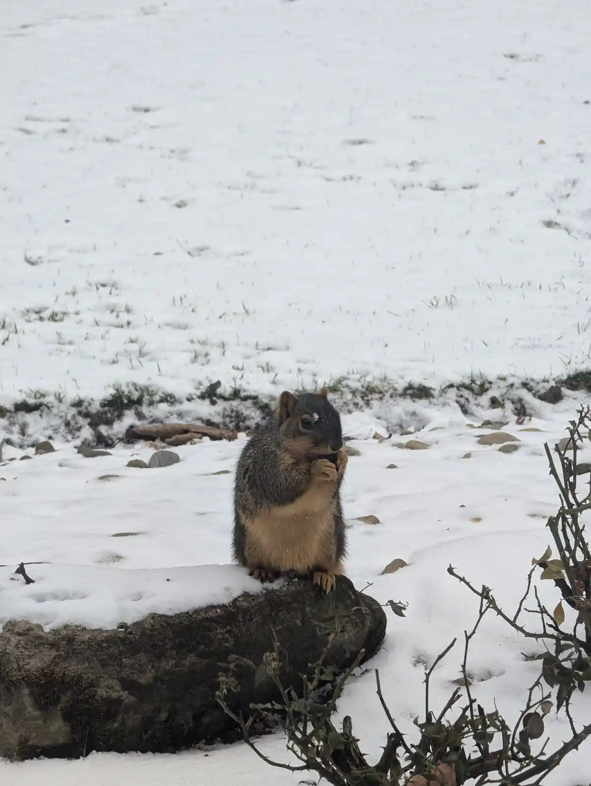 A squirrel with dark gray and tan fur sits upright on a snow-covered rock in a snowy field, holding food in its paws. Its…