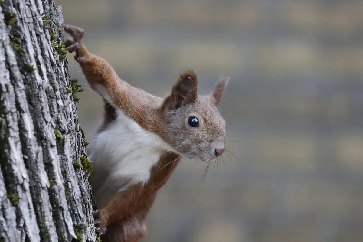 A red squirrel with a white underbelly is clinging to the textured bark of a tree trunk, its front paw extended upward as if…