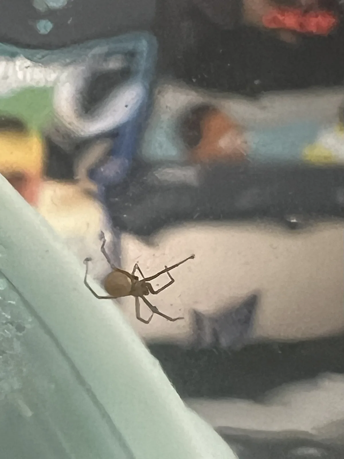 A small, light brown spider is visible on a textured, multi-colored surface that appears to be a wall with graffiti or paint…