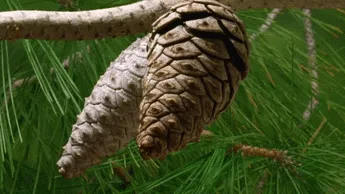 A sequence of six identical images shows two pine cones hanging from a branch against a backdrop of green pine needles. The…