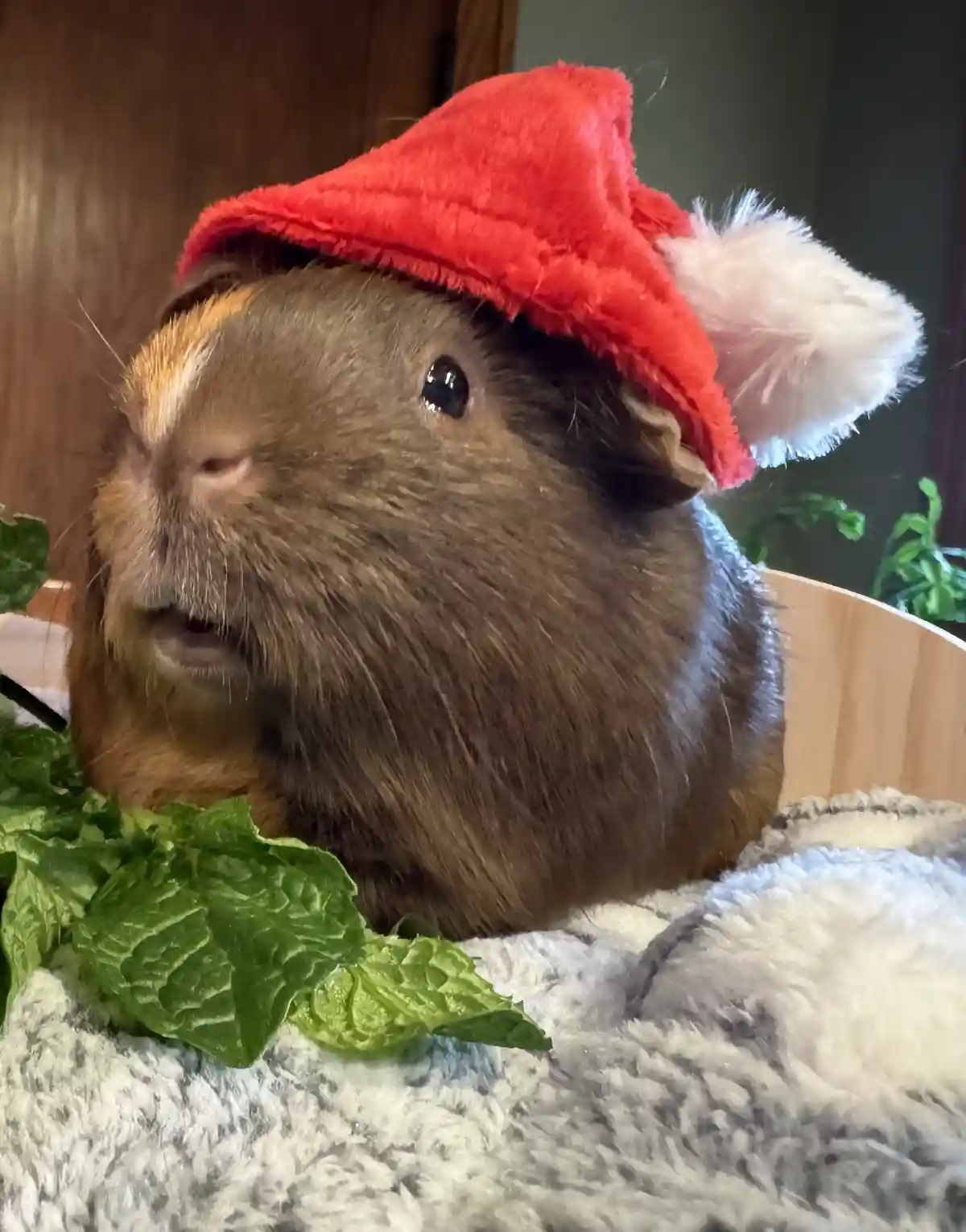 A brown guinea pig with a white stripe on its face is wearing a red Santa hat with a white pom-pom, sitting on a grey fluffy…