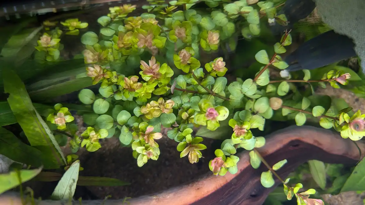 An underwater photo shows a dense cluster of small, round green aquatic plants with some leaves turning brownish-pink…