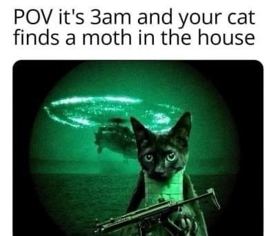 A black cat with wide, alert eyes is shown holding a rifle, viewed through a green-tinted night vision scope. In the…