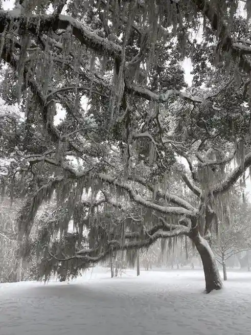 A majestic oak tree with long strands of spanish moss draped over its branches is covered in snow, standing in a snowy park…