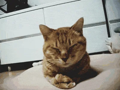 A six-panel grid shows a ginger cat progressively curling up and falling asleep on a light-colored surface. In the first…