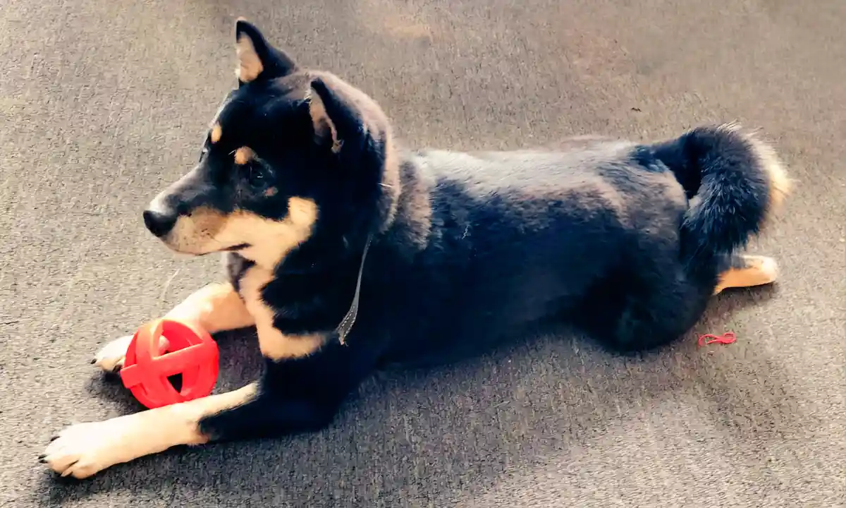 A black and tan dog with pointed ears lies on its stomach on a gray textured surface, looking off to the side with a calm…