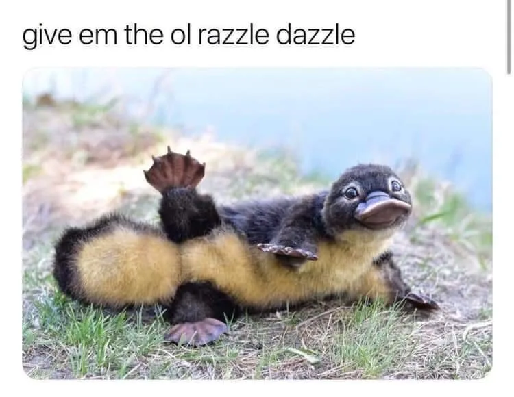 A baby platypus lies on grass, lifting one webbed foot and looking up with wide eyes, as if performing. The text above reads…