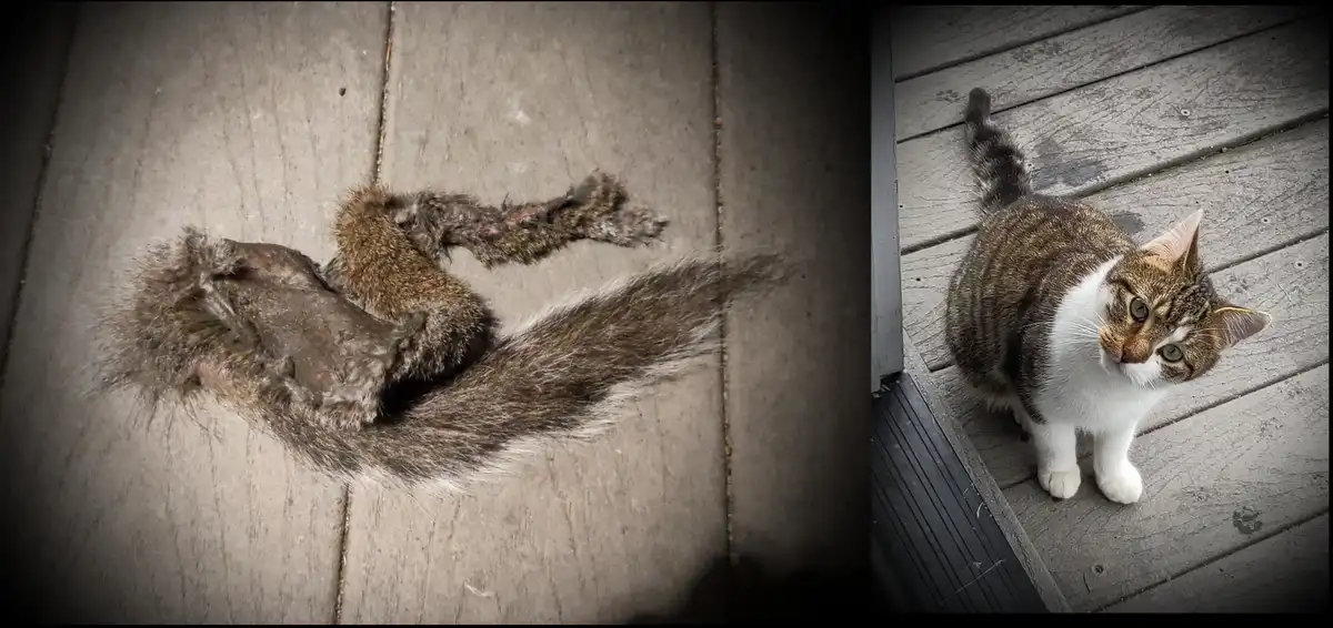 The image is split: left side shows a mangled, partially eaten squirrel carcass on a wooden deck, right side shows a tabby…