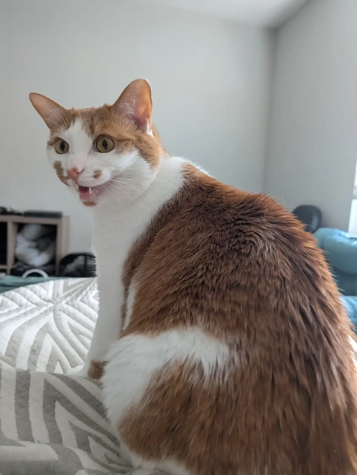 A ginger and white cat sits on a patterned couch, looking over its shoulder with wide eyes and an open mouth showing teeth…