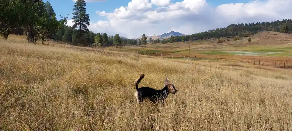 A small black and tan dog with a plaid bandana stands in tall golden grass, looking off to the side. Behind it is a vast…
