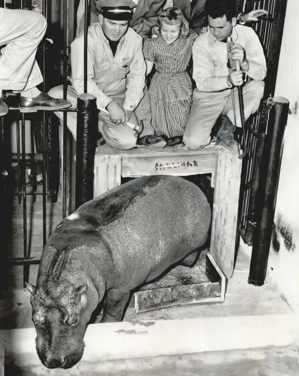 A black-and-white photo shows a hippopotamus standing in a wooden crate labeled 'MAGNAR' while several people, including a…