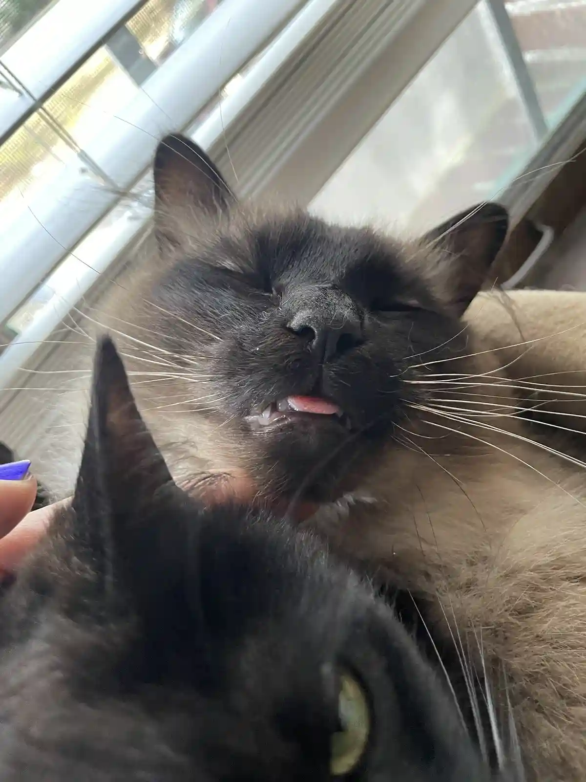 A Treasure Trove of Adorable Bleps