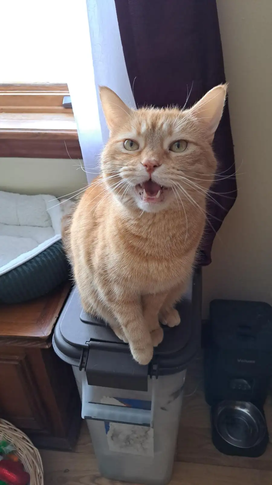 An orange tabby cat sits atop a grey plastic storage bin, mouth wide open in a snarl or yawn, showing teeth and tongue. The…