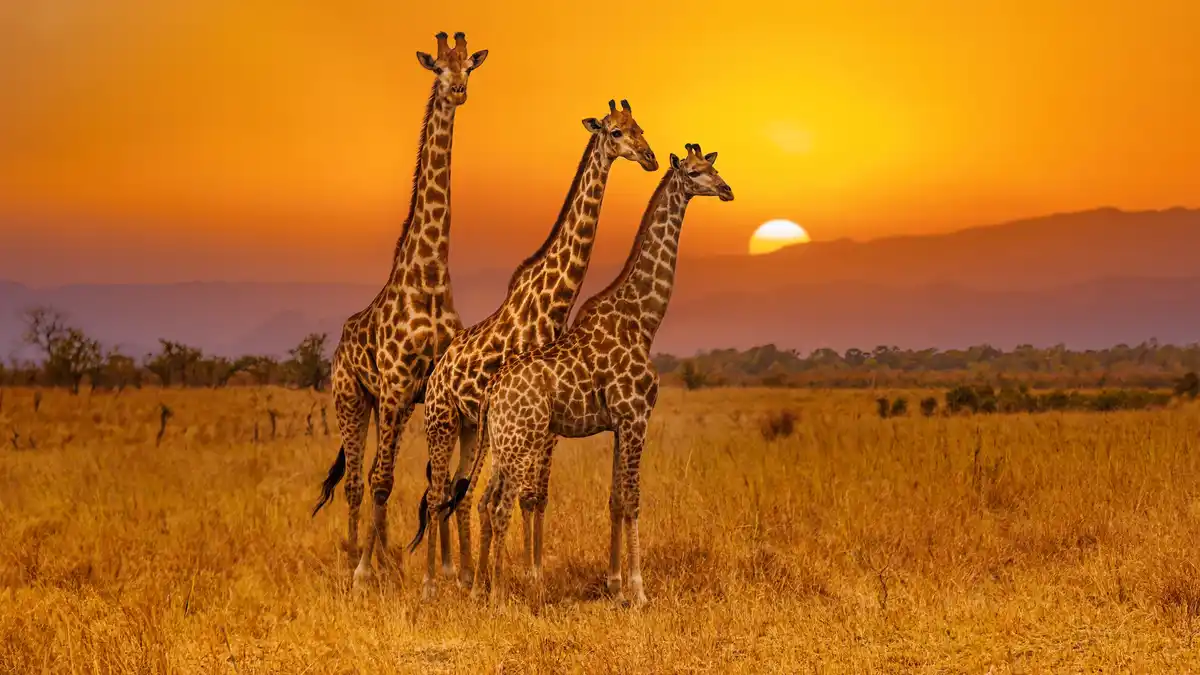 Three towering giraffes gaze out at a stunning watercolour sunset in Kruger National Park, home to over 7,500 square miles…