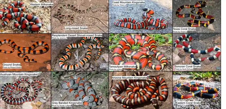A grid of 12 photos showing various snakes with red, black, and white banding patterns, each labeled with its scientific…