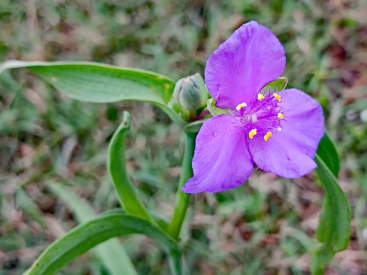 A close-up photograph shows a vibrant purple flower with three broad petals and yellow stamens, surrounded by green leaves…