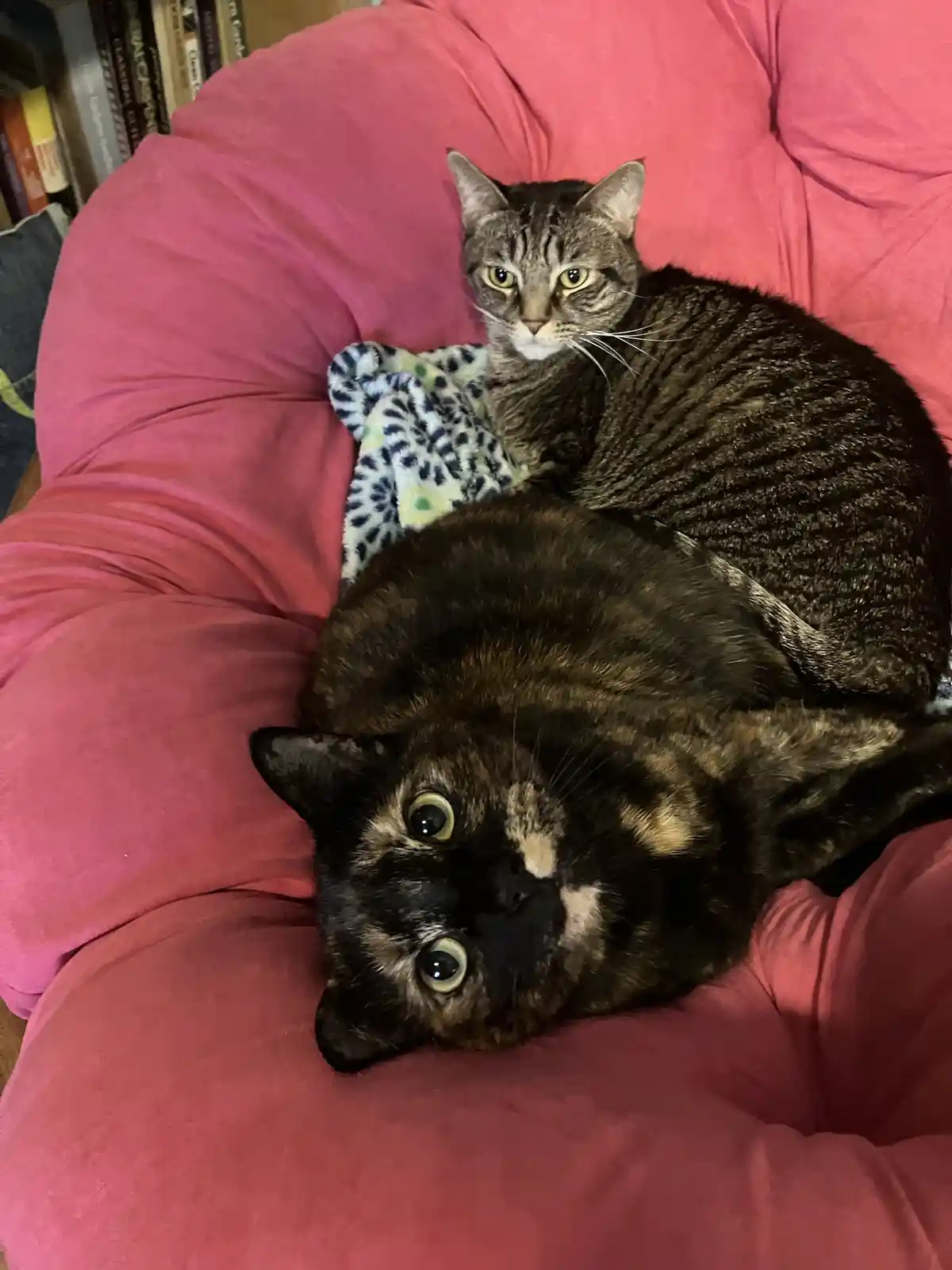 Two cats are lounging on a pink beanbag chair; a tabby cat sits upright behind a leopard-print blanket looking alert, while…