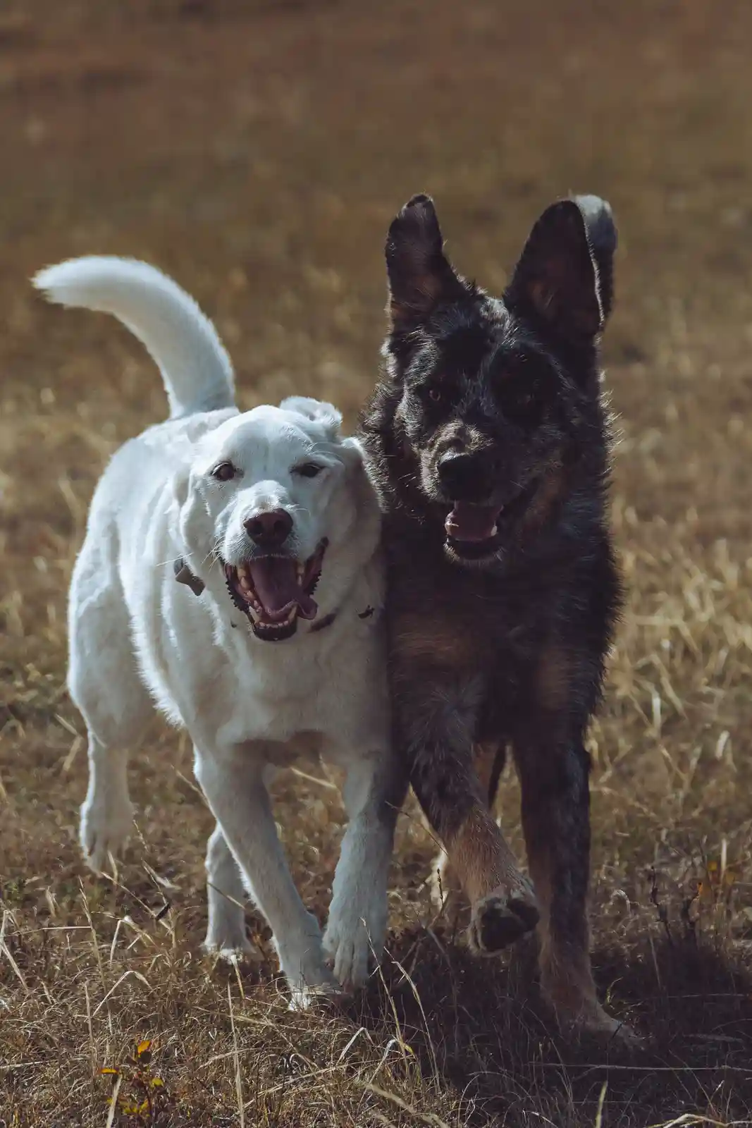 Two dogs, one white and one black, are running toward the camera in a field of dry grass. The white dog has its mouth open…