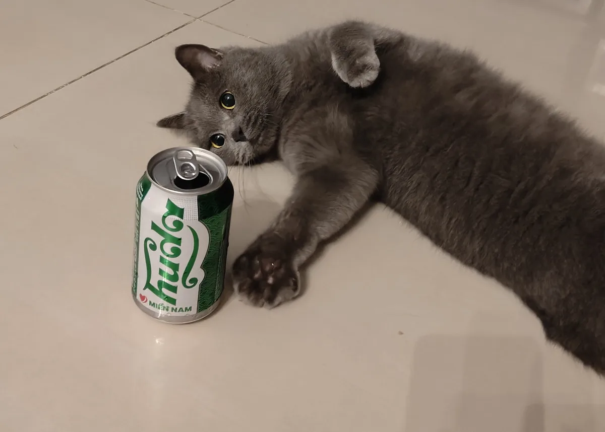 A gray cat lies on a tiled floor, its head resting near an open can of Lynx Miền Nam soda. The cat's wide, yellow eyes stare…