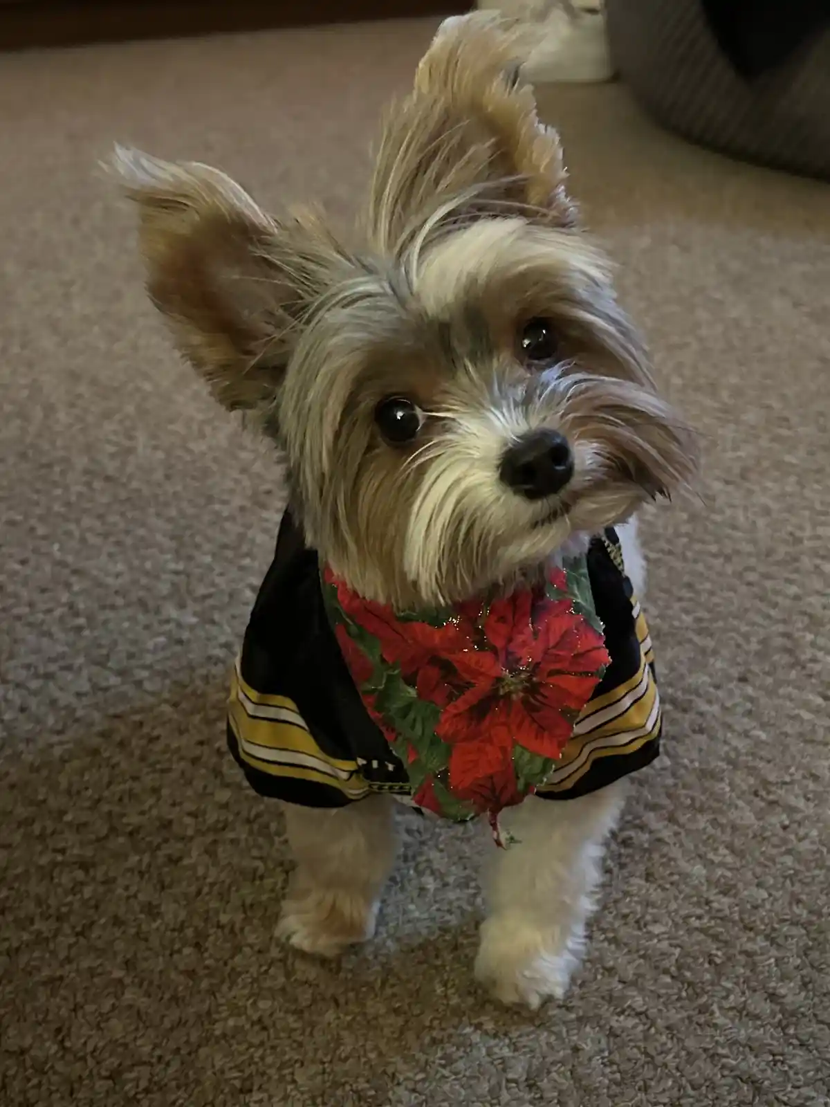 A small Yorkshire Terrier dog wearing a black and gold sports jersey with yellow stripes and a large red poinsettia flower…