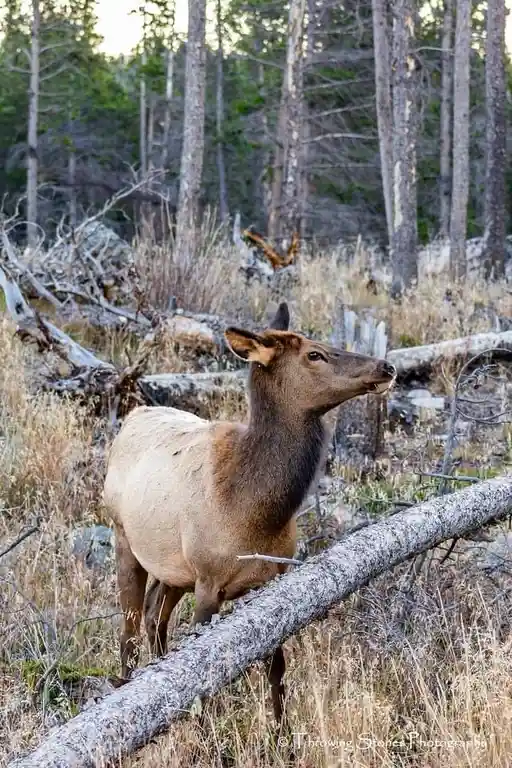 The Majestic Deer: Nature's Graceful Creatures