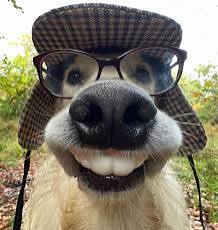 Get Ready for a Hilarious Dog Joke!