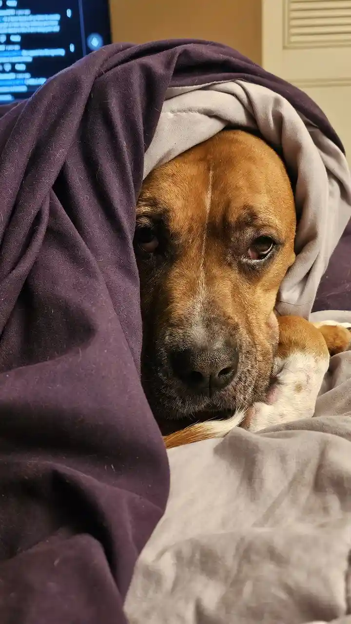 A brown dog with a white patch on its chest is peeking out from under a purple and grey blanket, looking tired and sleepy…