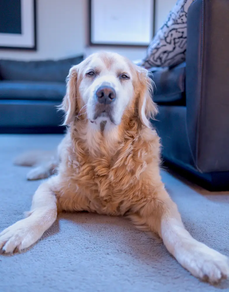 Cooper's Patience is Running Thin with Me