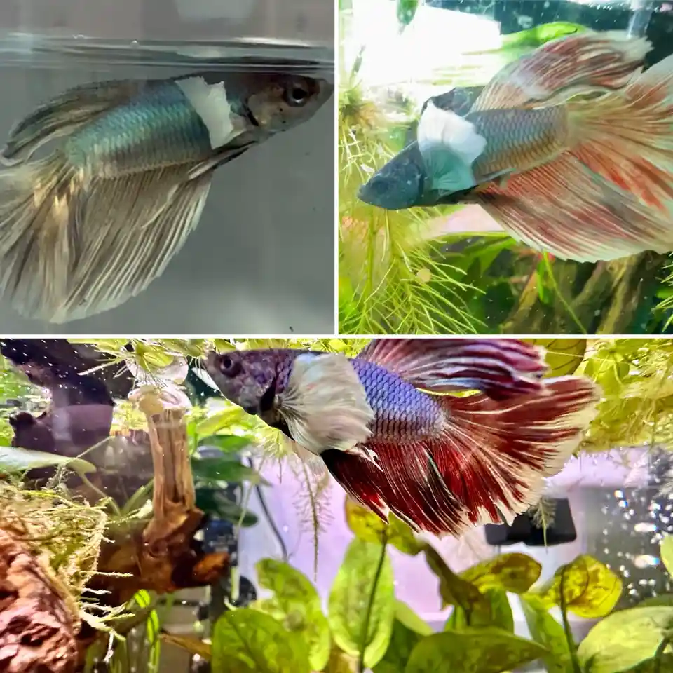 A three-panel collage shows a betta fish in three stages: top-left is dull and faded, top-right is slightly improved with…
