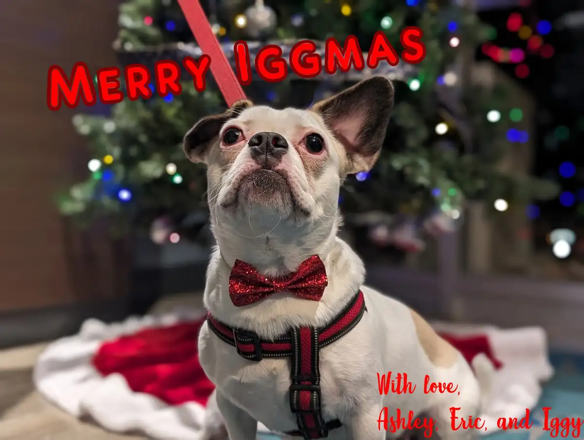 Wishing You a Joyful Iggmas Celebration!