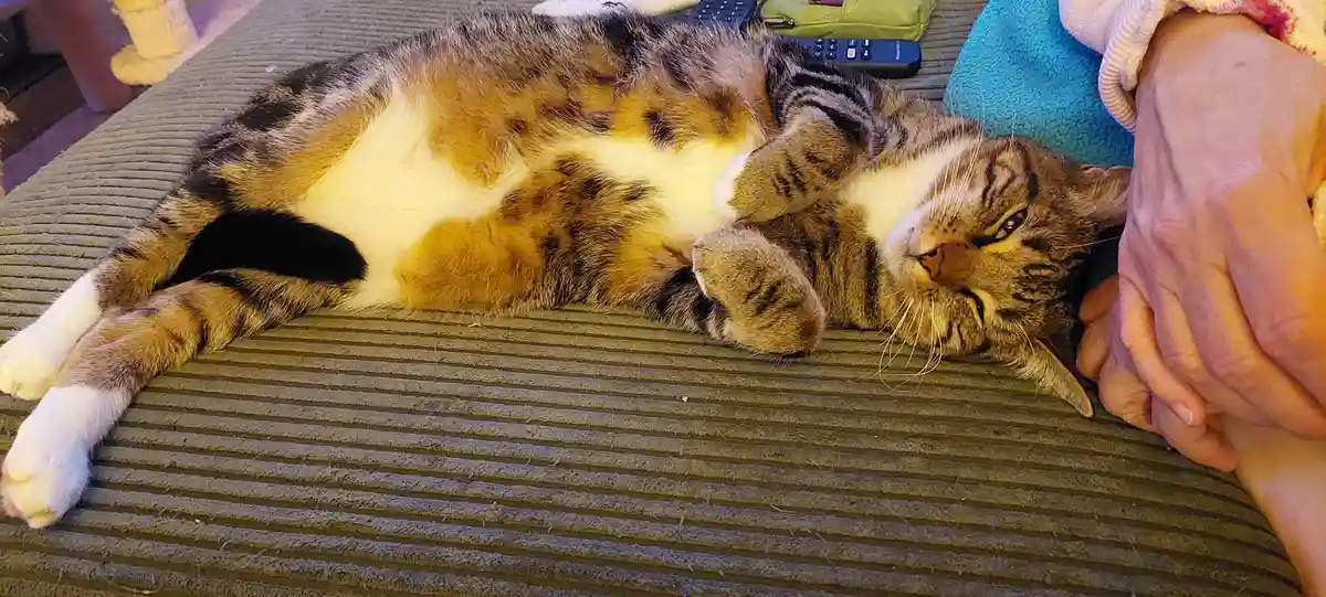 A Friendly Meow!