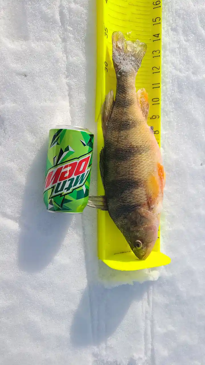 A small fish lies on a yellow measuring board in the snow, next to a can of Mountain Dew, with the fish's head near the…